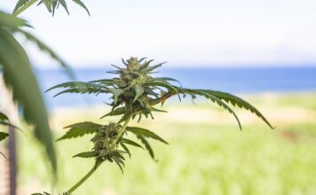 Exploring the Therapeutic Potential of Cannabis Flower Products Flower Products
