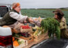 How to Choose the Right Freight Partner for Bulk Agricultural Goods Freight