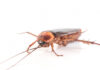 What Are The Health Risks Associated With Cockroach Feces Cockroach Feces