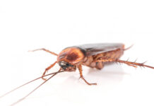 What Are The Health Risks Associated With Cockroach Feces Cockroach Feces