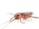 What Are The Health Risks Associated With Cockroach Feces Cockroach Feces