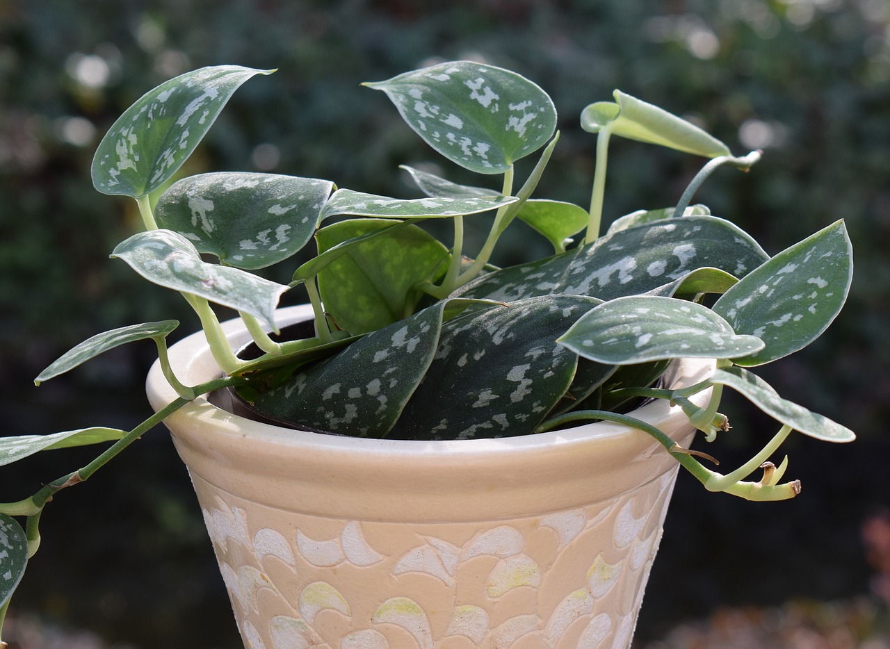 Heartleaf philodendron