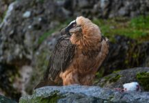 Long Hooked Beak Muppet: A Distinct Puppet Icon Hooked Beak