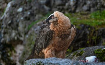 Long Hooked Beak Muppet: A Distinct Puppet Icon Hooked Beak