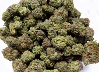 Why Wedding Crasher Bulk Hybrid Flower Is Perfect For Social Sessions