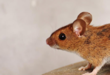 7 Common Household Pests That Require Immediate Emergency Pest Control Immediate Emergency Pest Control