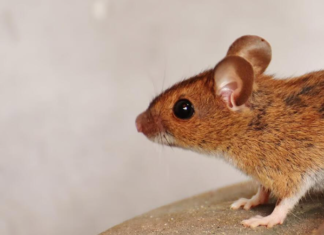 7 Common Household Pests That Require Immediate Emergency Pest Control Immediate Emergency Pest Control