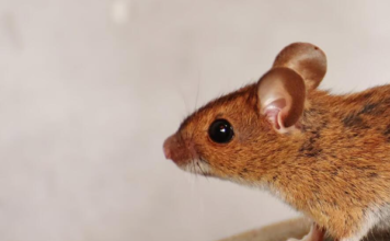 7 Common Household Pests That Require Immediate Emergency Pest Control Immediate Emergency Pest Control