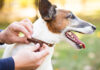 Injuries Caused by Dog Bites: Understanding the Impact and Legal Options Injuries Caused by Dog Bites