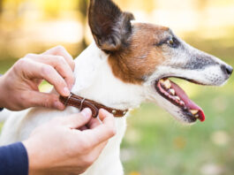 Injuries Caused by Dog Bites: Understanding the Impact and Legal Options Injuries Caused by Dog Bites