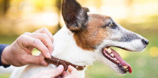Injuries Caused by Dog Bites: Understanding the Impact and Legal Options Injuries Caused by Dog Bites
