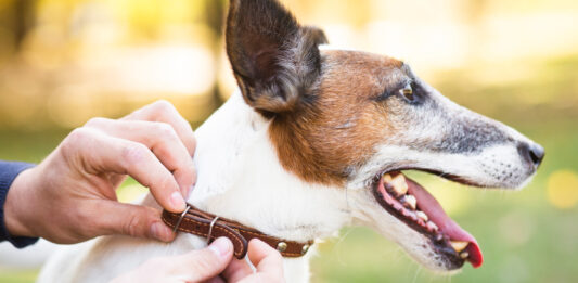 Injuries Caused by Dog Bites: Understanding the Impact and Legal Options Injuries Caused by Dog Bites