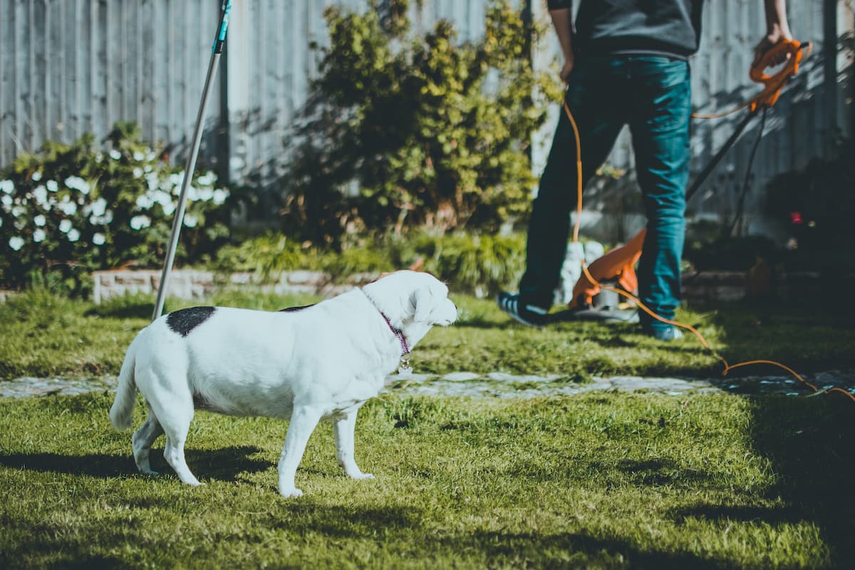 Lawn During