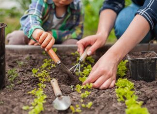 Enhancing Lawn Health Through Core Aeration: A Comprehensive Guide Lawn Health