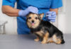 Lyme Disease in Dogs: How Vaccines Help Protect Your Pup Early Lyme Disease