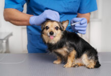 Lyme Disease in Dogs: How Vaccines Help Protect Your Pup Early Lyme Disease