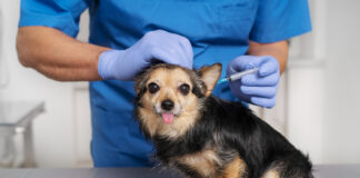 Lyme Disease in Dogs: How Vaccines Help Protect Your Pup Early Lyme Disease