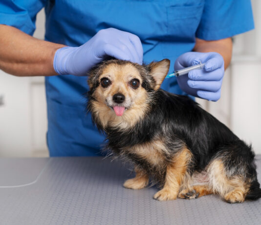 Lyme Disease in Dogs: How Vaccines Help Protect Your Pup Early Lyme Disease