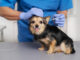Lyme Disease in Dogs: How Vaccines Help Protect Your Pup Early Lyme Disease