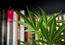 How to Safely Store and Handle Medical Marijuana at Home Medical Marijuana at Home