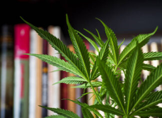 How to Safely Store and Handle Medical Marijuana at Home Medical Marijuana at Home