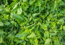 6 Plants to Help You Concentrate And Remember Things plants