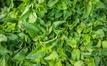 6 Plants to Help You Concentrate And Remember Things plants
