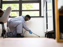 Why Year-Round Pest Protection Plans Are Smart Investments for North Georgia Homeowners