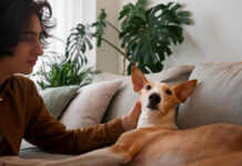 How to Keep Your Pet Calm on the Way to the Vet? Pet Calm
