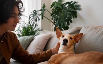 How to Keep Your Pet Calm on the Way to the Vet? Pet Calm