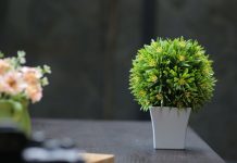 7 Plants That Are Best Known To Remove Toxins From Air Plants That Are Best Known To Remove Toxins From Air