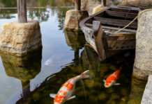 How to Keep Your Koi Pond Clean and Healthy All Year Pond Clean