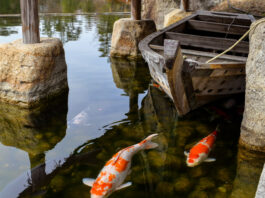 How to Keep Your Koi Pond Clean and Healthy All Year Pond Clean
