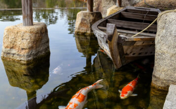 How to Keep Your Koi Pond Clean and Healthy All Year Pond Clean