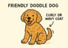 Popular Hybrid Dog Breeds: What Makes Doodles Stand Out Popular Hybrid Dog Breeds