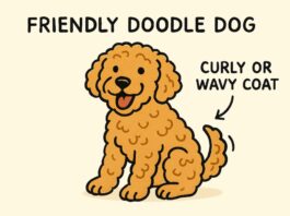 Popular Hybrid Dog Breeds: What Makes Doodles Stand Out Popular Hybrid Dog Breeds