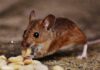 Safe and Effective Methods to Prevent Mice Infestation Prevent Mice Infestation