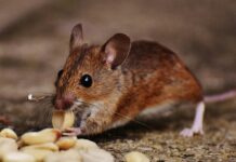 Safe and Effective Methods to Prevent Mice Infestation Prevent Mice Infestation