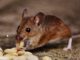 Safe and Effective Methods to Prevent Mice Infestation Prevent Mice Infestation