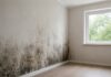 The Importance of Timely Mold Remediation for Your Property’s Health and Value Property's Health and Value