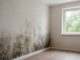 The Importance of Timely Mold Remediation for Your Property’s Health and Value Property's Health and Value