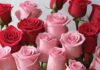 Blossoming love: Exploring the Significance of Rose Day and Valentine’s Day Celebrations Happy Rose Day