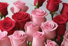 Blossoming love: Exploring the Significance of Rose Day and Valentine’s Day Celebrations Happy Rose Day