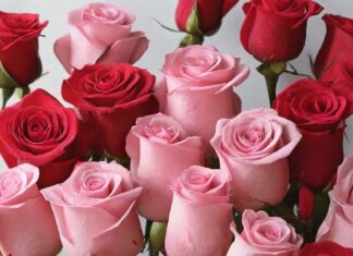 Blossoming love: Exploring the Significance of Rose Day and Valentine’s Day Celebrations Happy Rose Day