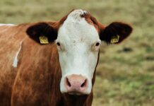 The Role of Technology in Enhancing Farm-to-Table Supply Chains