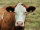 The Role of Technology in Enhancing Farm-to-Table Supply Chains