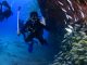 Things To Know When Scuba Diving In Kauai Things To Know When Scuba Diving In Kauai