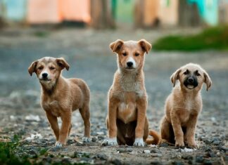 Training Tips for Small Dogs: Making Your New Pet a Well-Behaved Companion Small Dogs