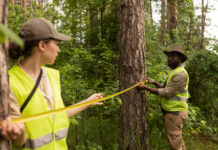 Top Reasons to Consider Same Day Tree Service in Phoenix 2 words needed