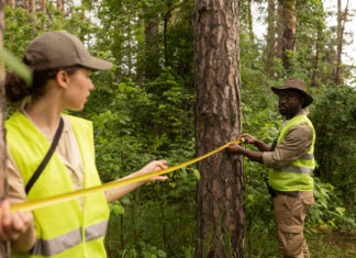 Top Reasons to Consider Same Day Tree Service in Phoenix 2 words needed
